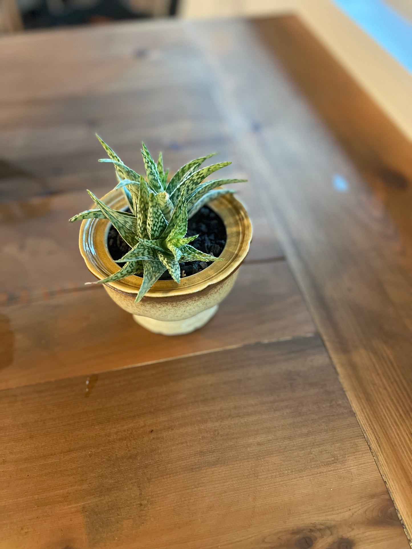 Aloes in planter