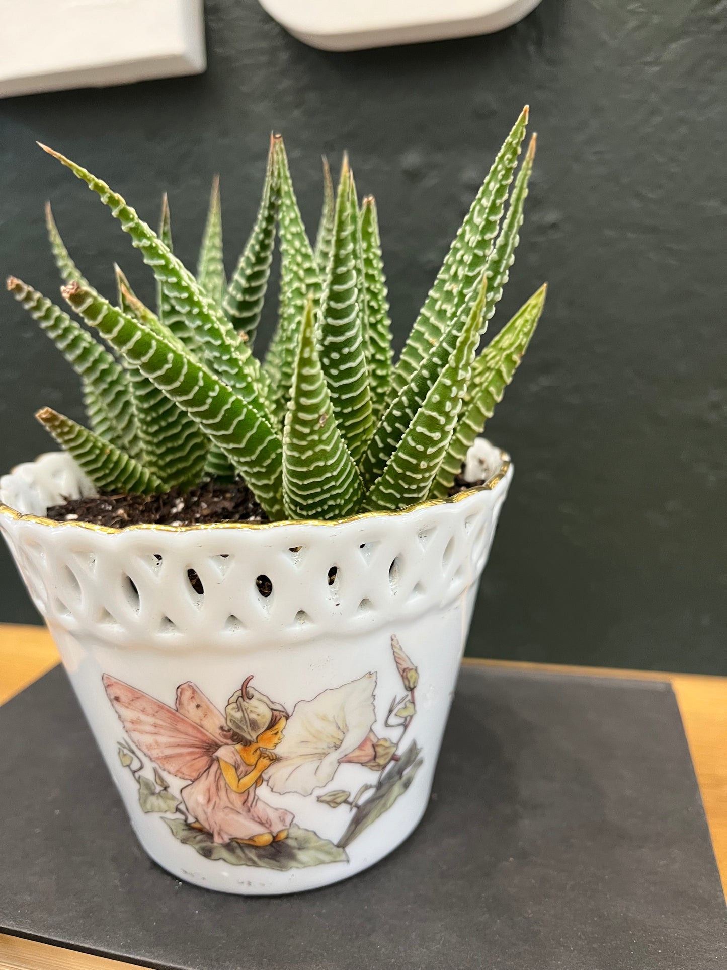 2-2 inch Haworthia