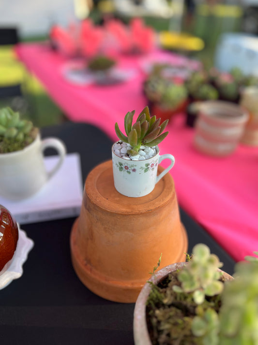 Mini Sedum