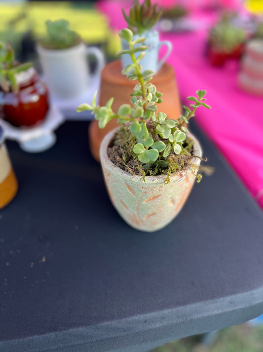 Dwarf Jade in terracotta