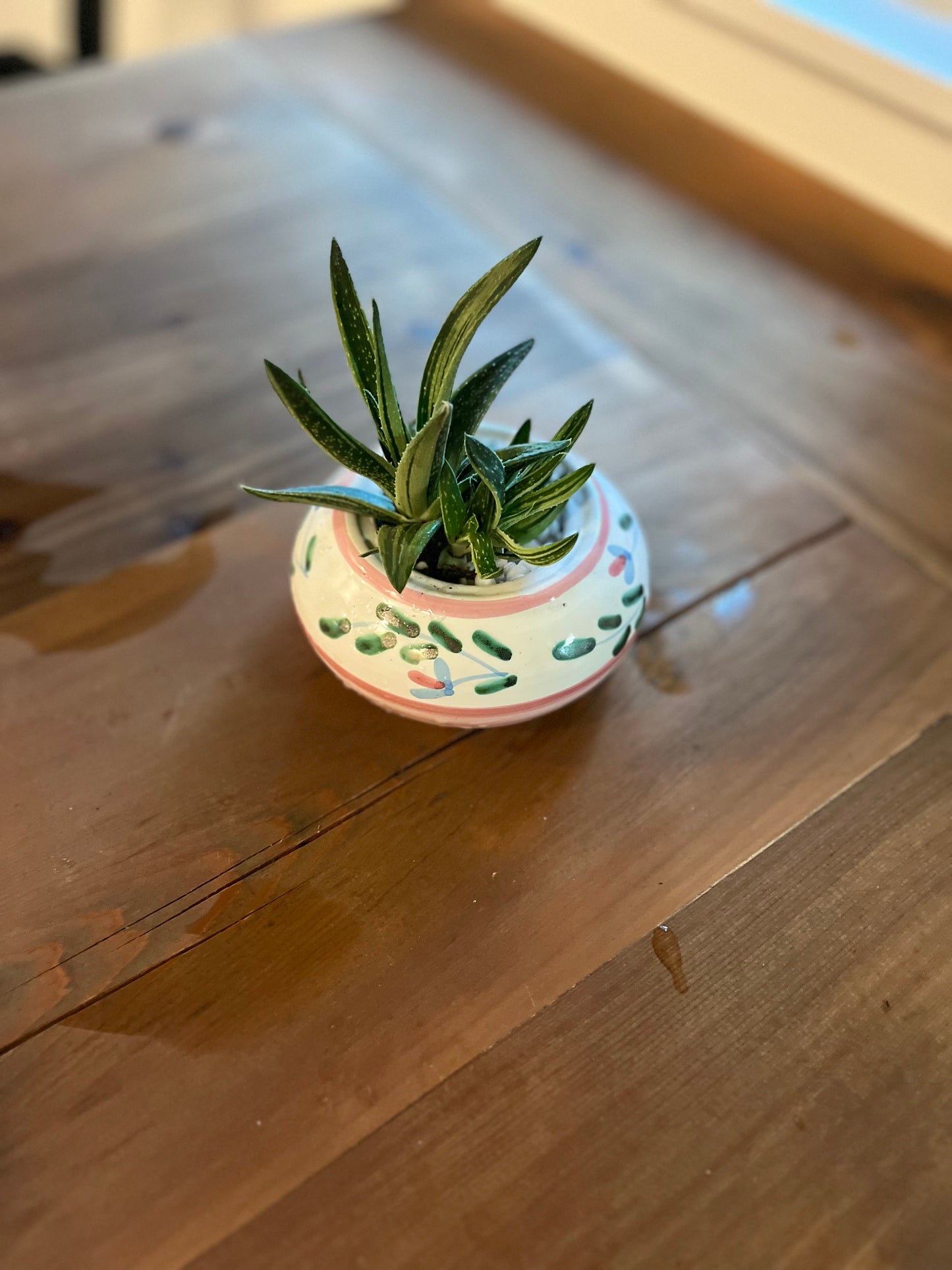 Haworthia in Pink/green terracotta
