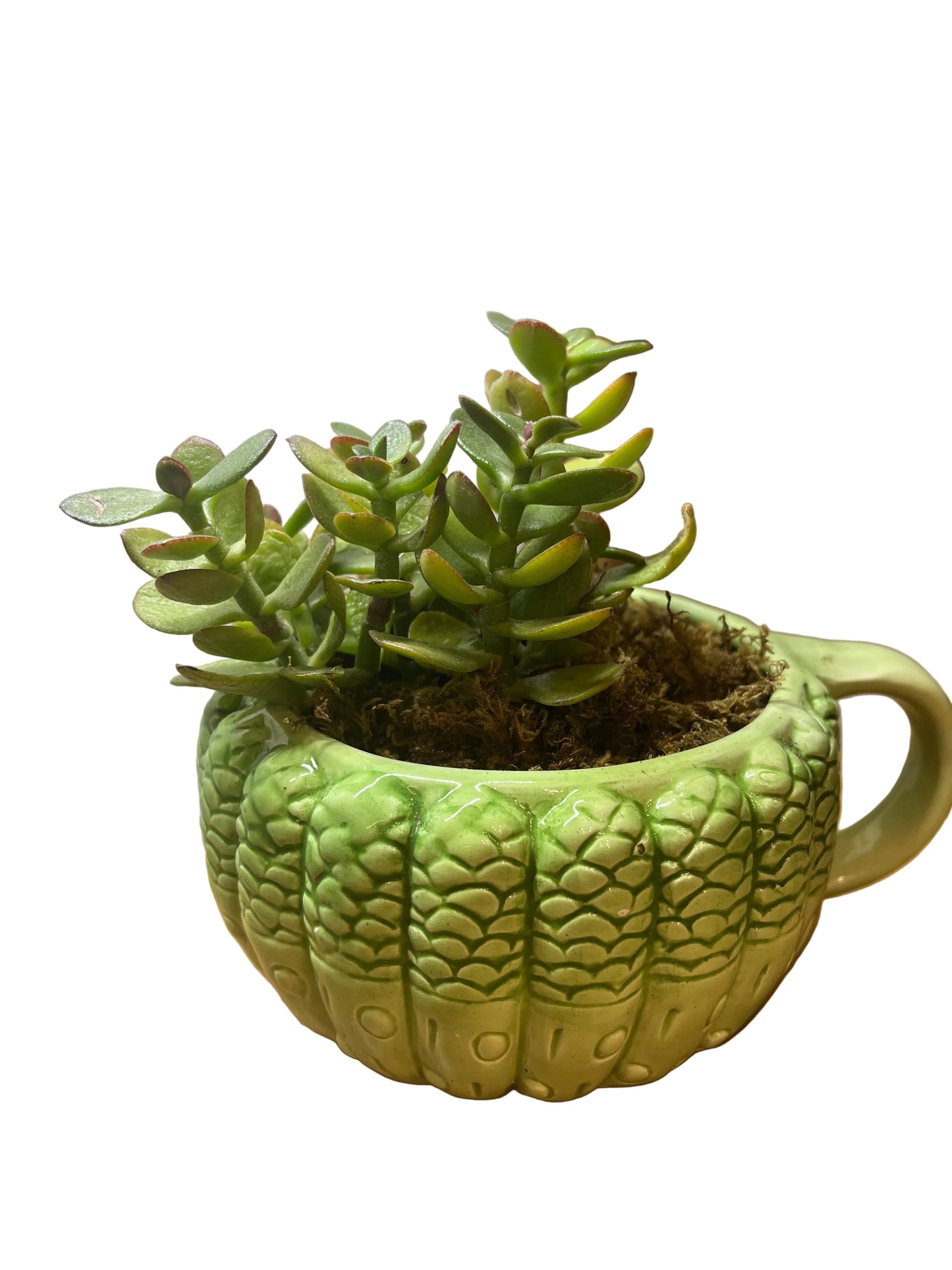 Jade Plants