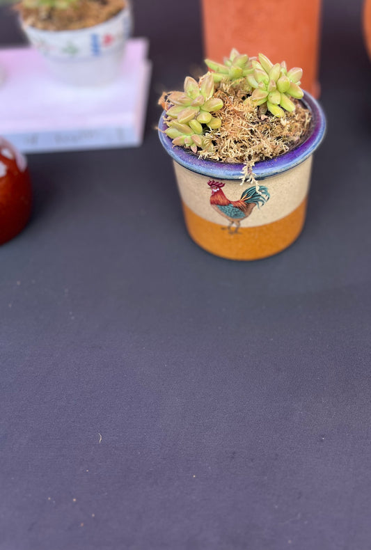 Sedum